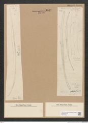 Diatomeae indet. Zeichnungen Sammlung Grunow Nr. 4549 (NHMW-BOT-W0372509)